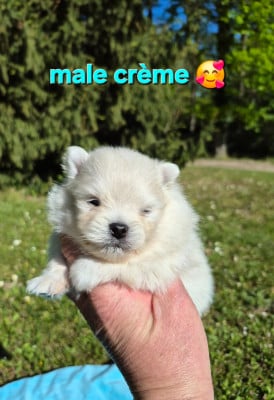 Les chiots de Spitz allemand