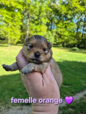 Les chiots de Spitz allemand