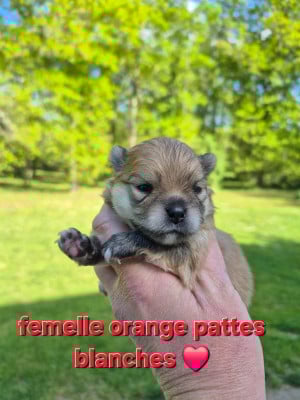 Les chiots de Spitz allemand