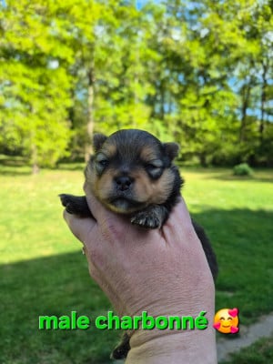 Les chiots de Spitz allemand