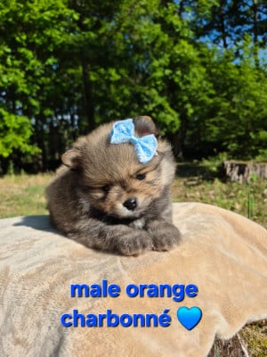 Les chiots de Spitz allemand