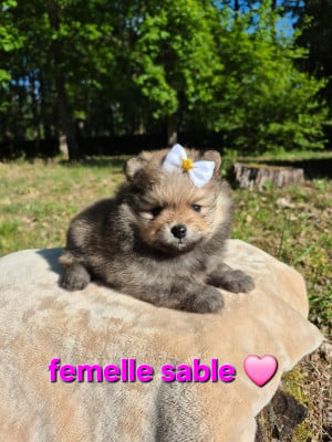Les chiots de Spitz allemand