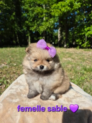 Les chiots de Spitz allemand