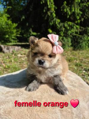 Les chiots de Spitz allemand