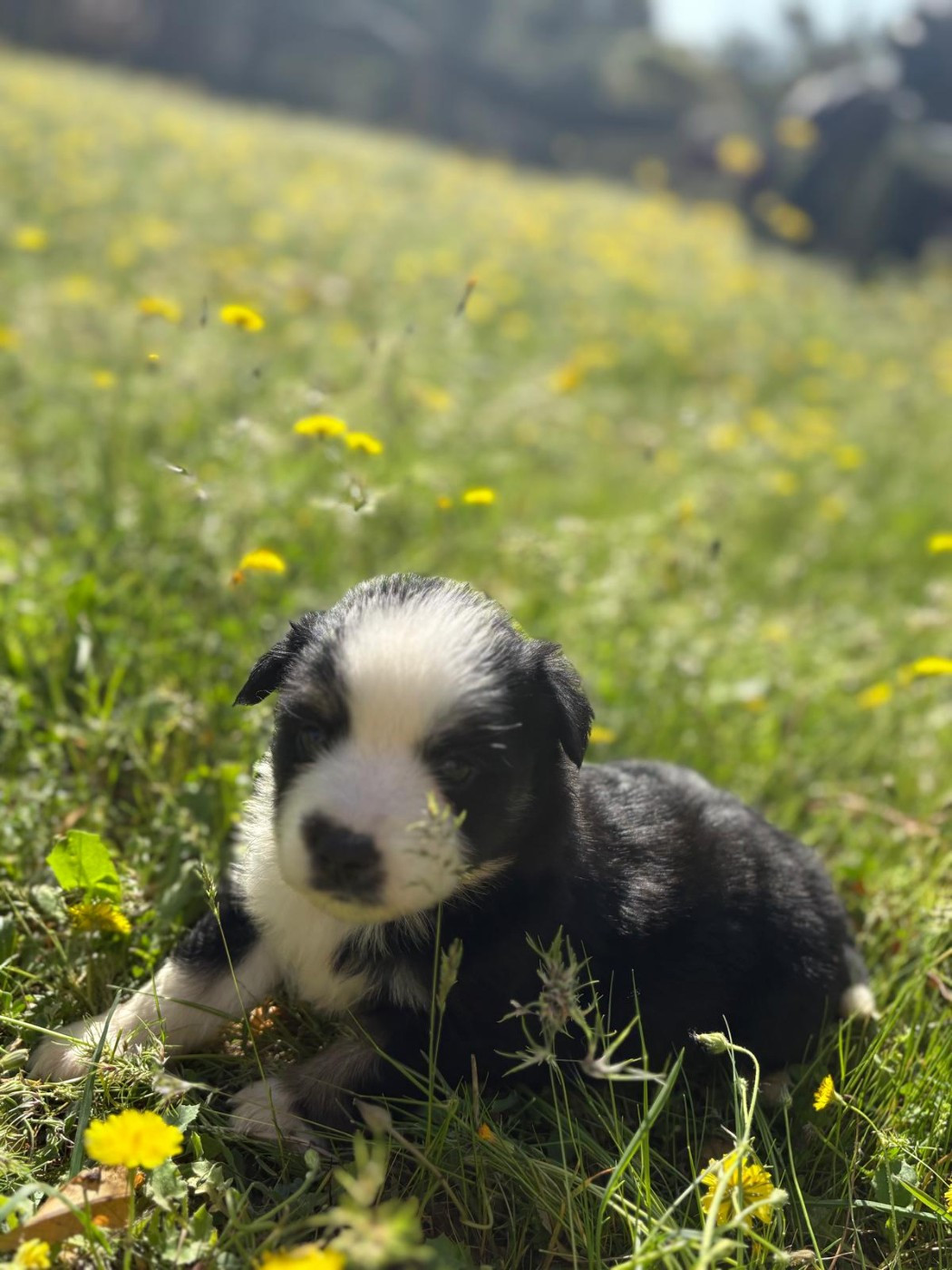 Chiot N°2 - Berger Américain Miniature 