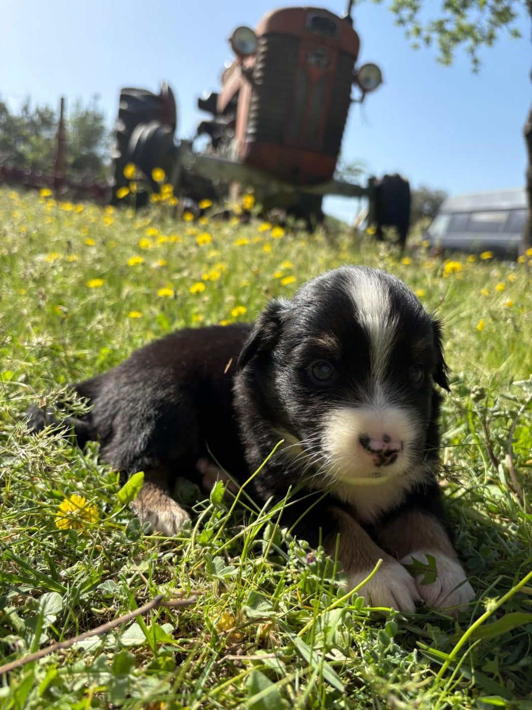 Chiot N°5 - Berger Américain Miniature 