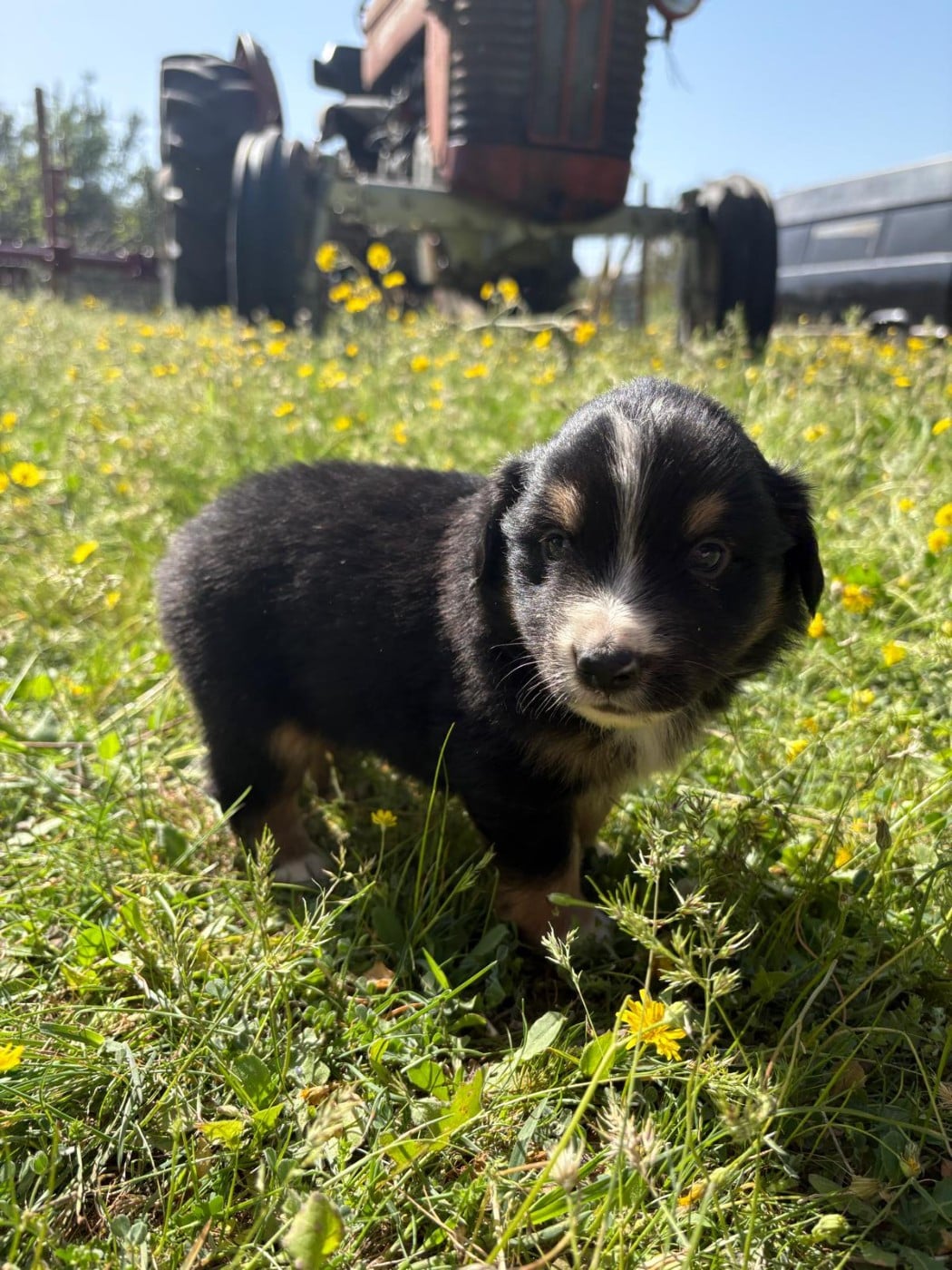 Berger Américain Miniature  - du Chalet des Terres des Oliviers
