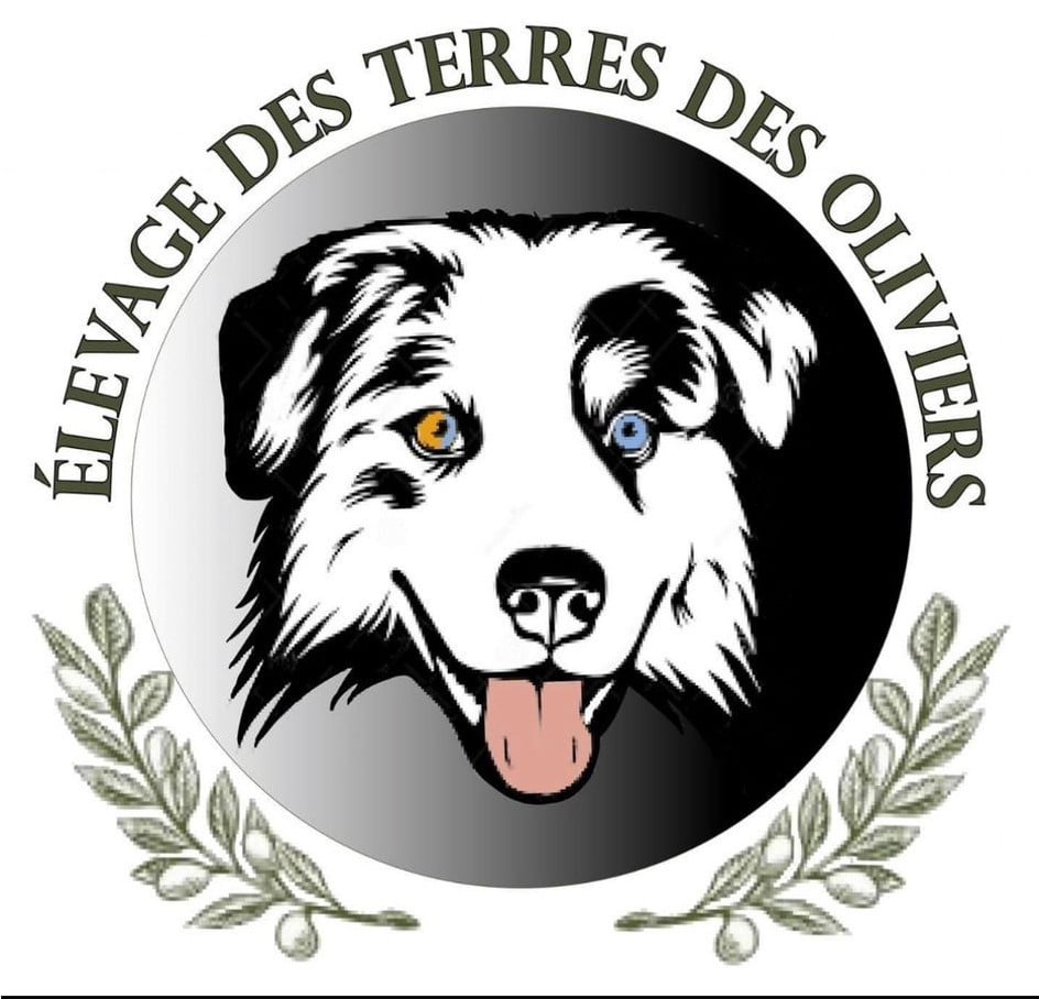 Berger Américain Miniature  - du Chalet des Terres des Oliviers