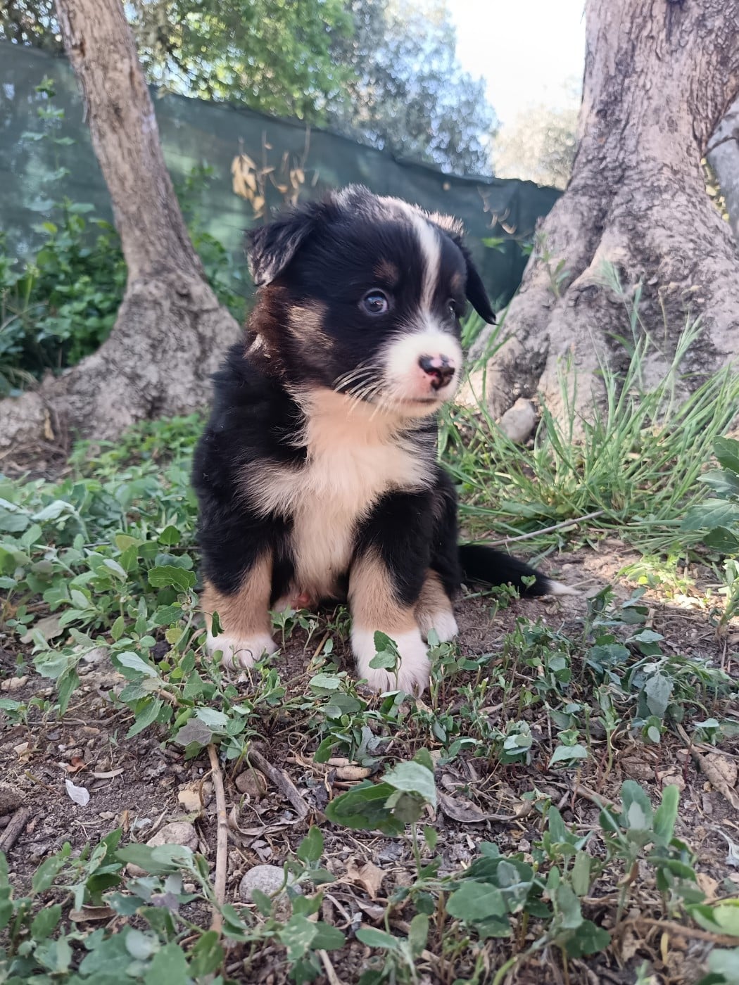 Chiot N°5