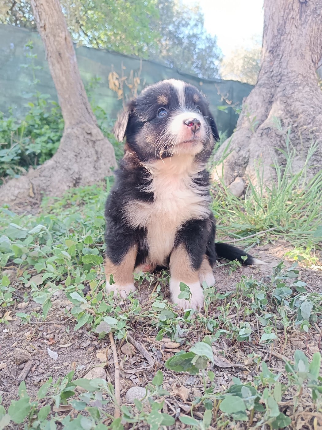 Chiot N°5