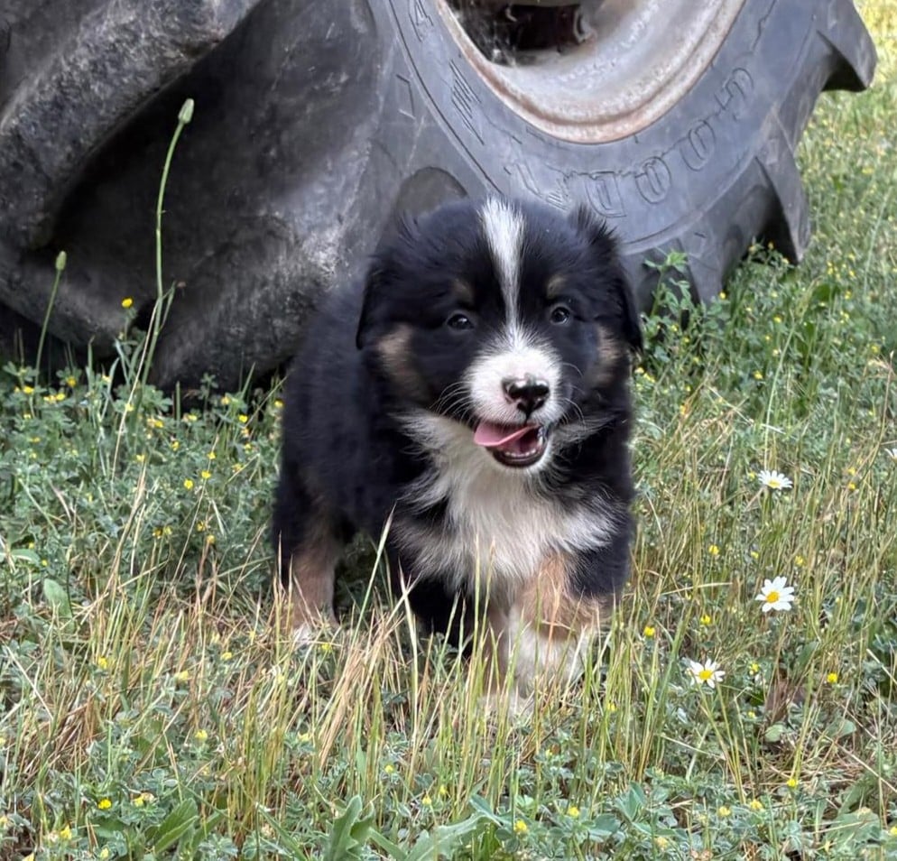 Chiot N°5