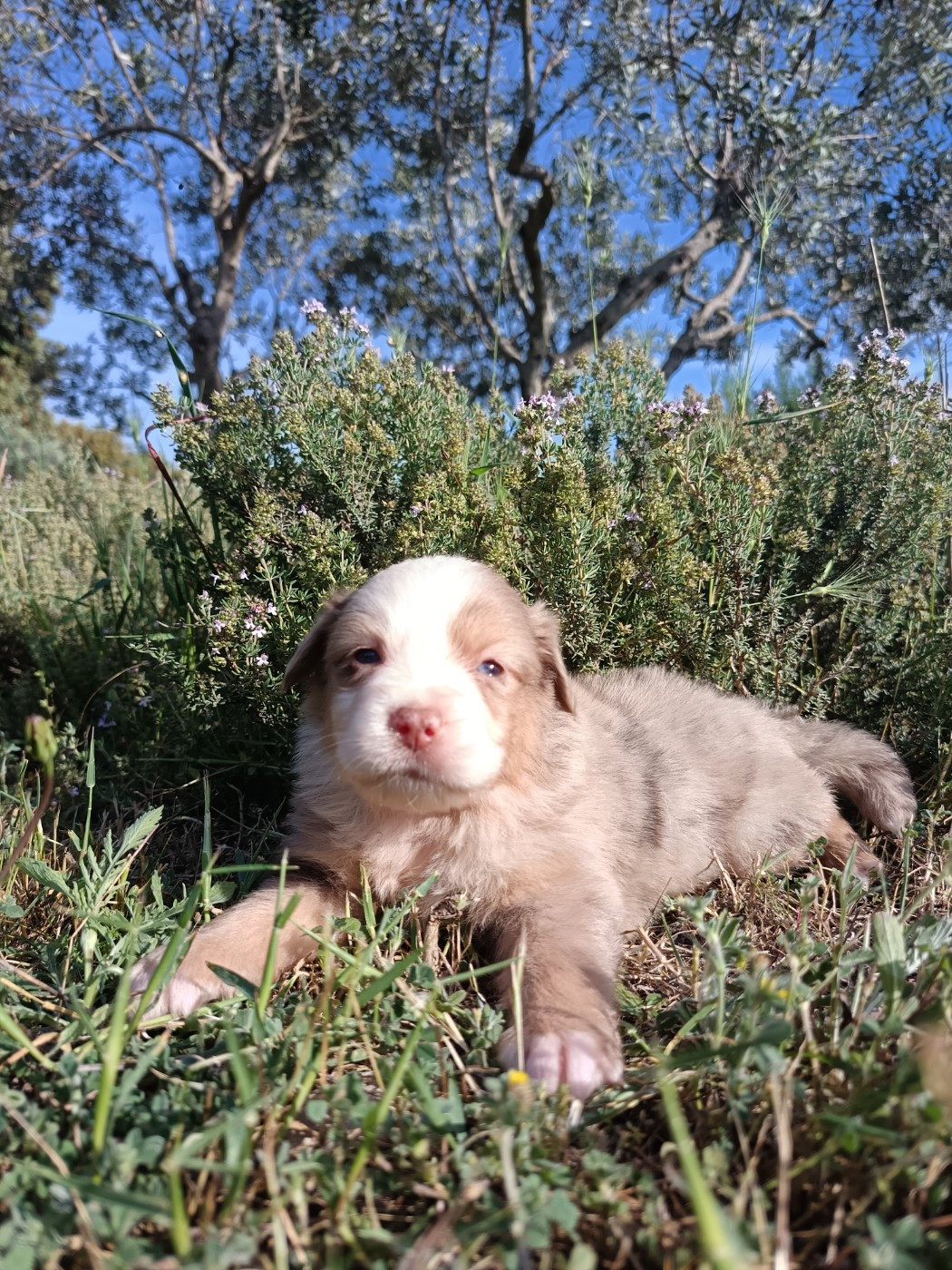 ROUGE MERLE