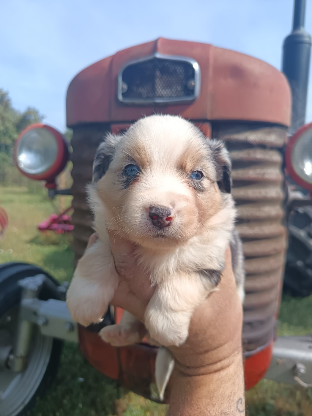 FEMELLE BLEU MERLE TRACY