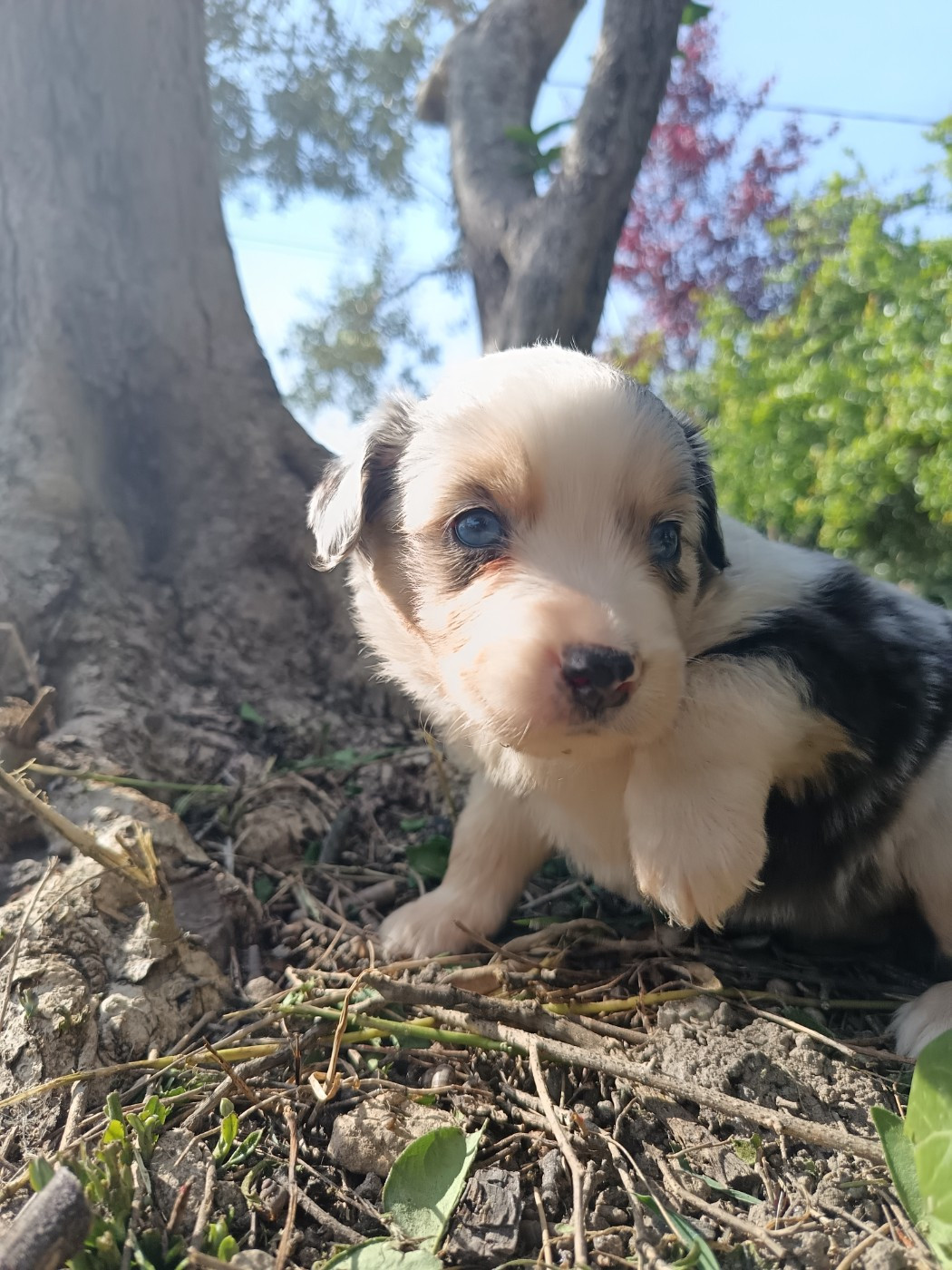 FEMELLE BLEU MERLE TRACY
