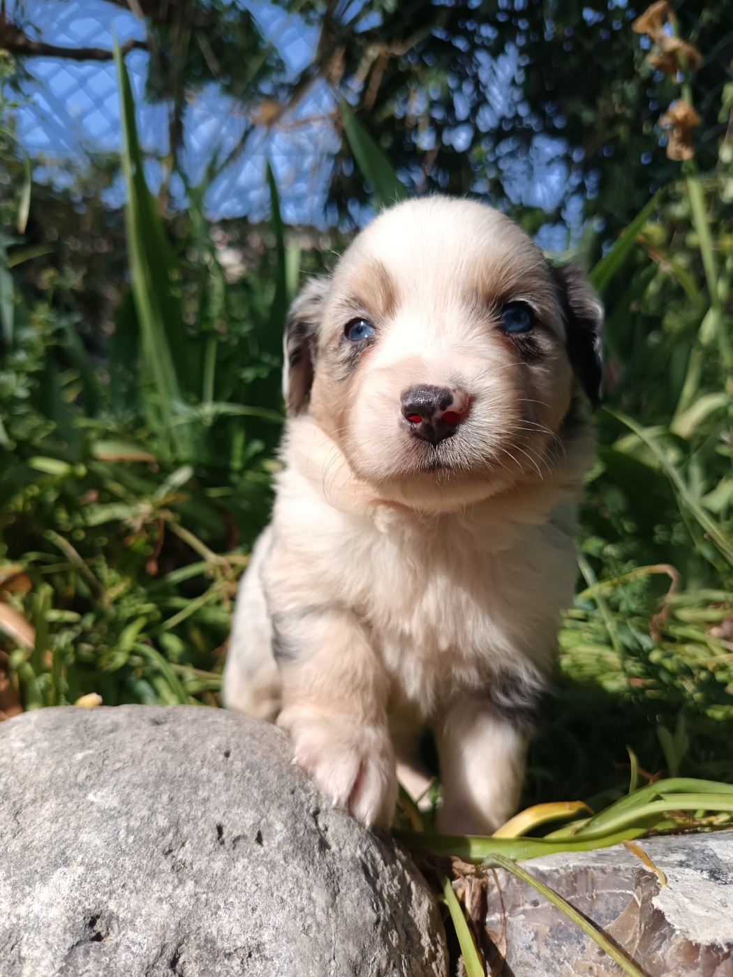 FEMELLE BLEU MERLE TRACY