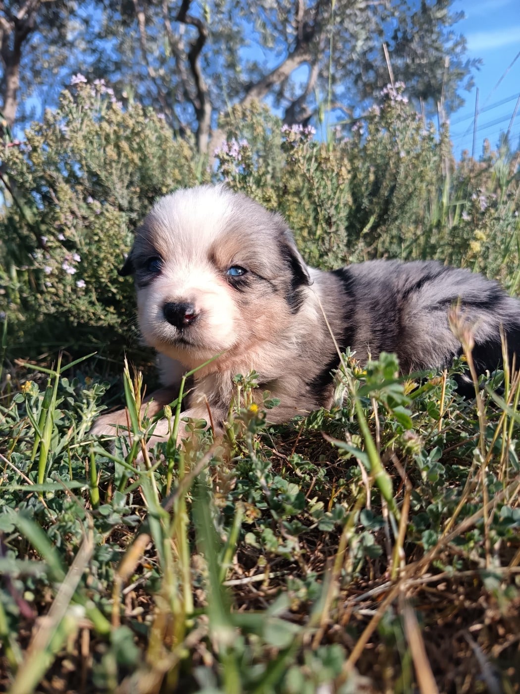 MALE BLEU MERLE QUEUE NOIRE