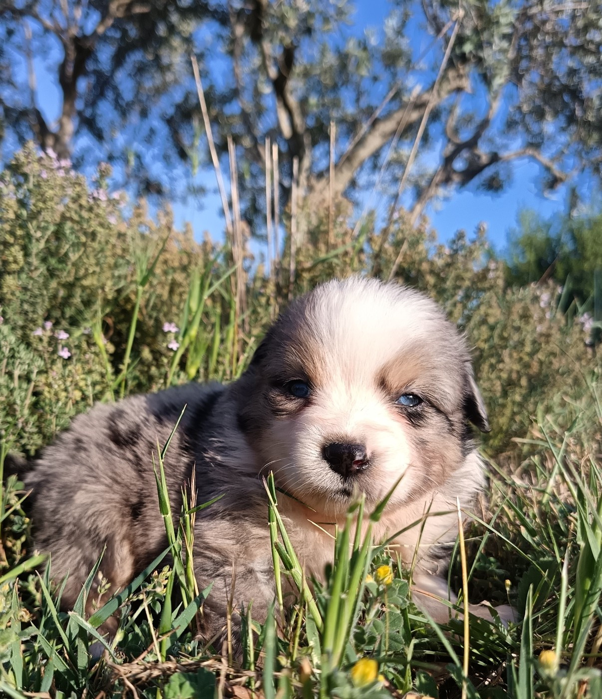 MALE BLEU MERLE QUEUE NOIRE