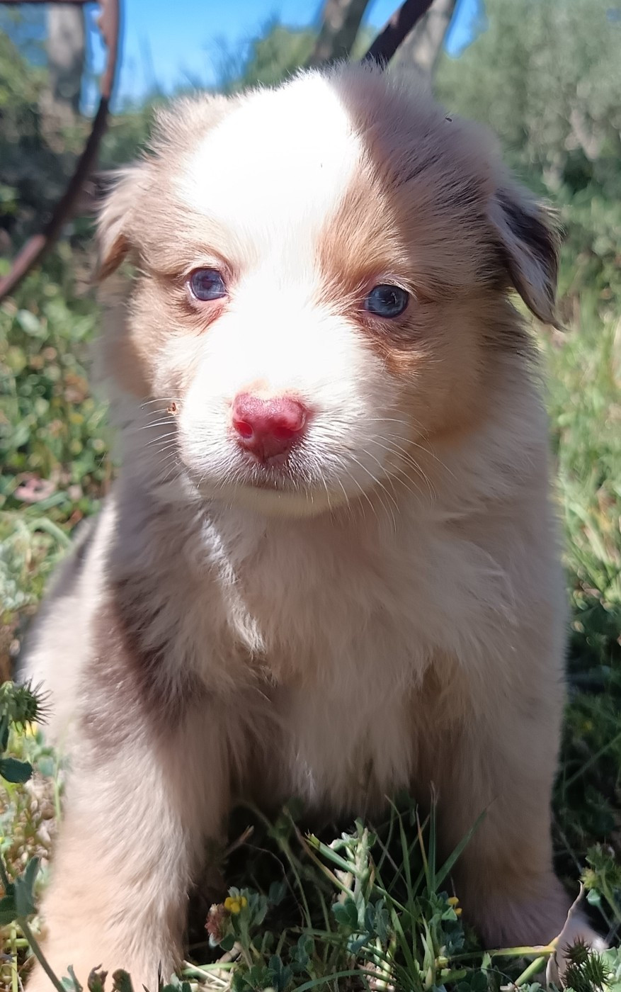 ROUGE MERLE