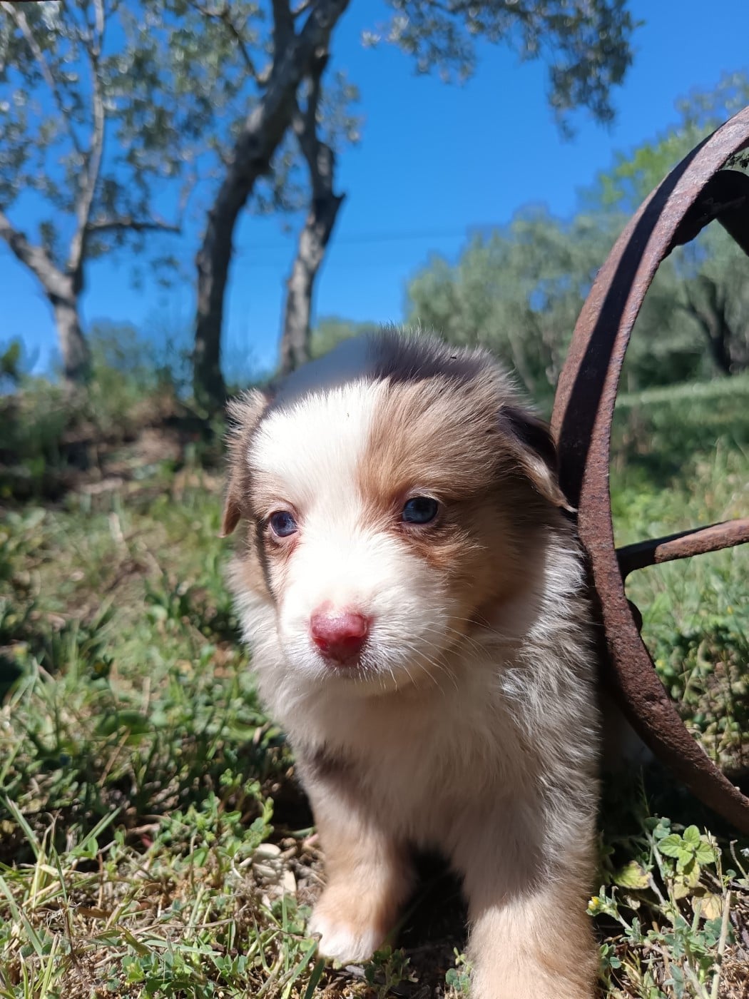ROUGE MERLE