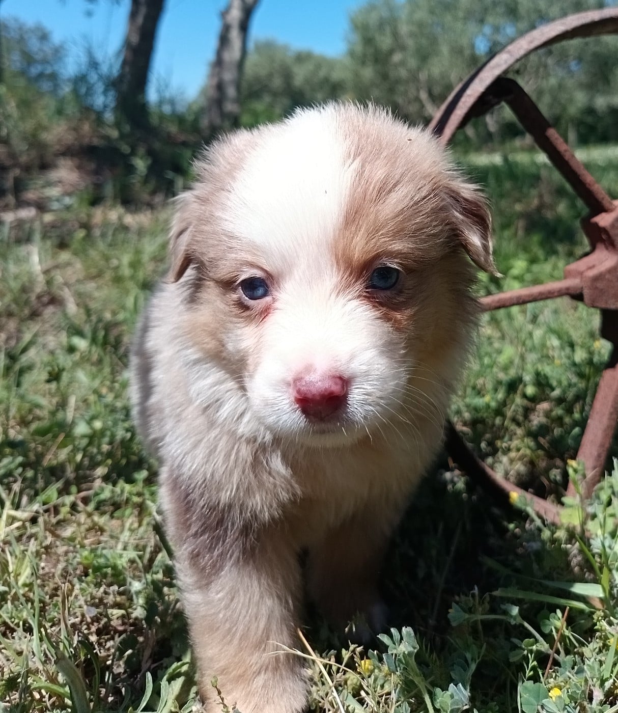 ROUGE MERLE