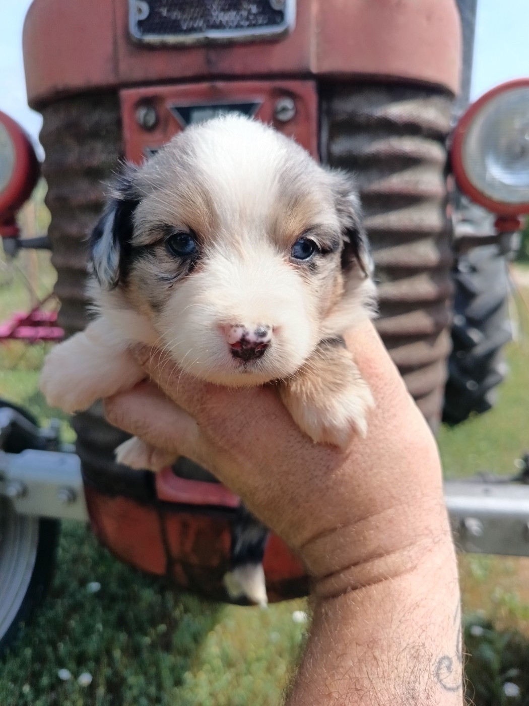 FEMELLE BLEU MERLE MINI VICKY