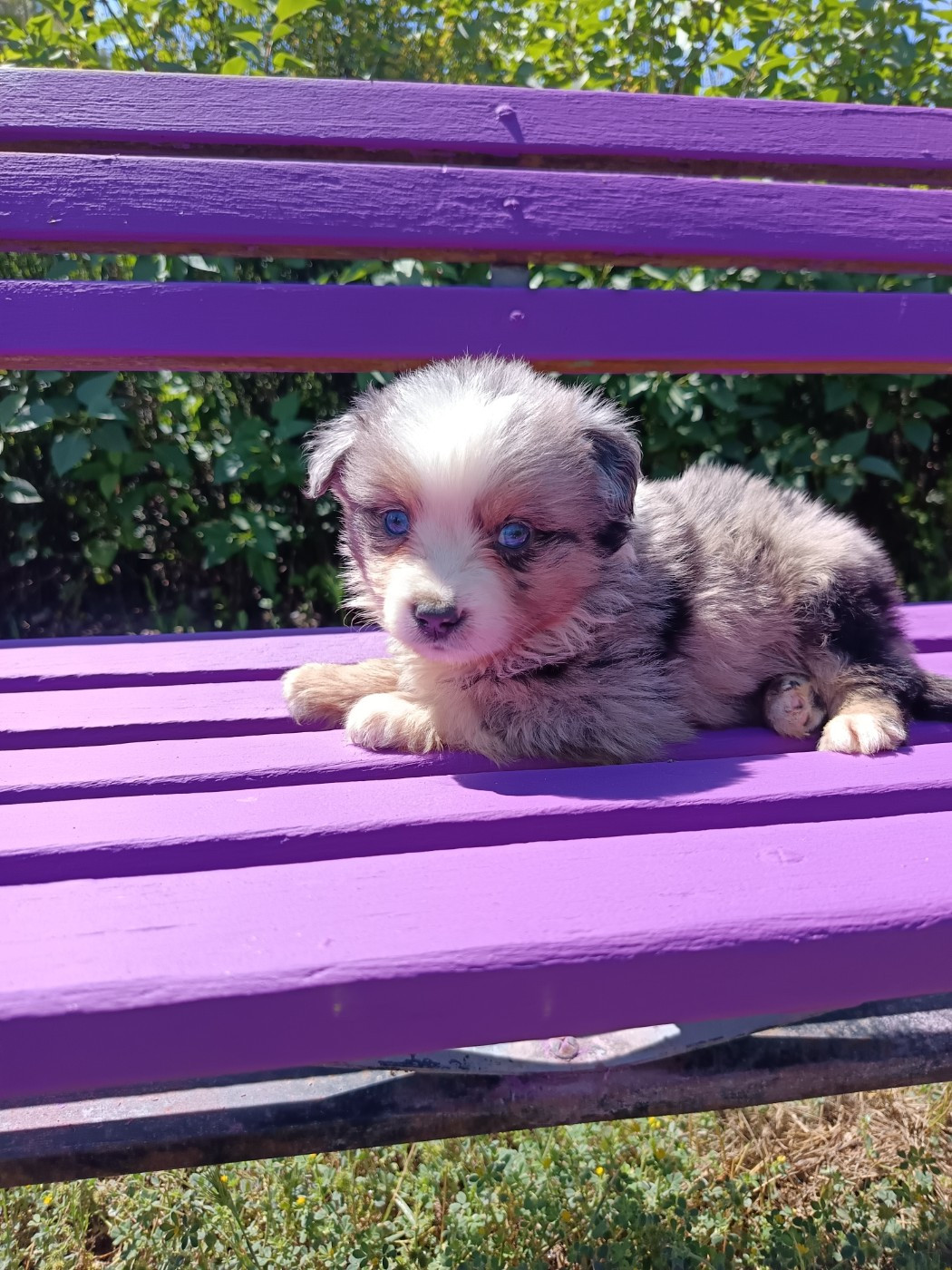 MALE BLEU MERLE QUEUE NOIRE