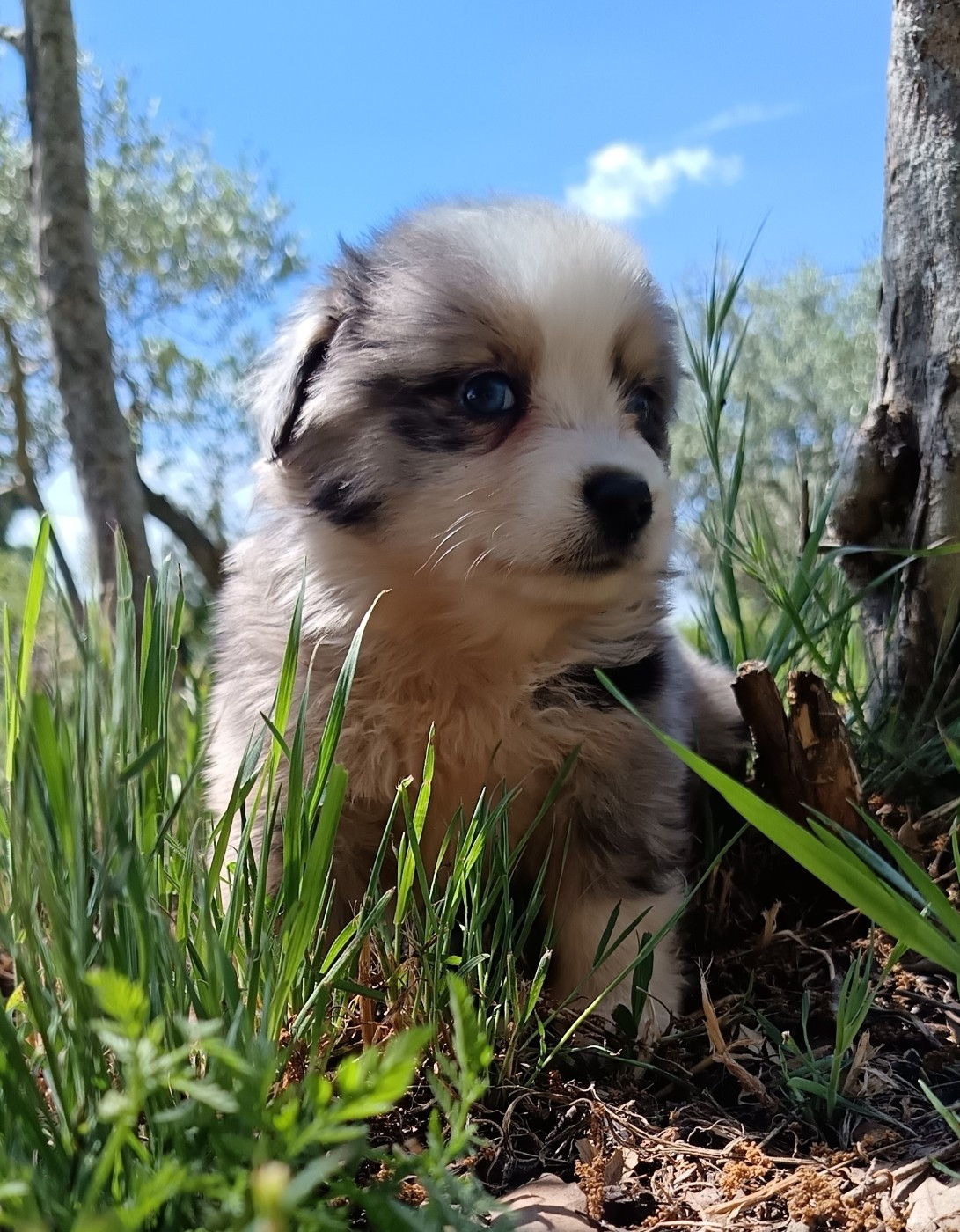 MALE BLEU MERLE QUEUE NOIRE