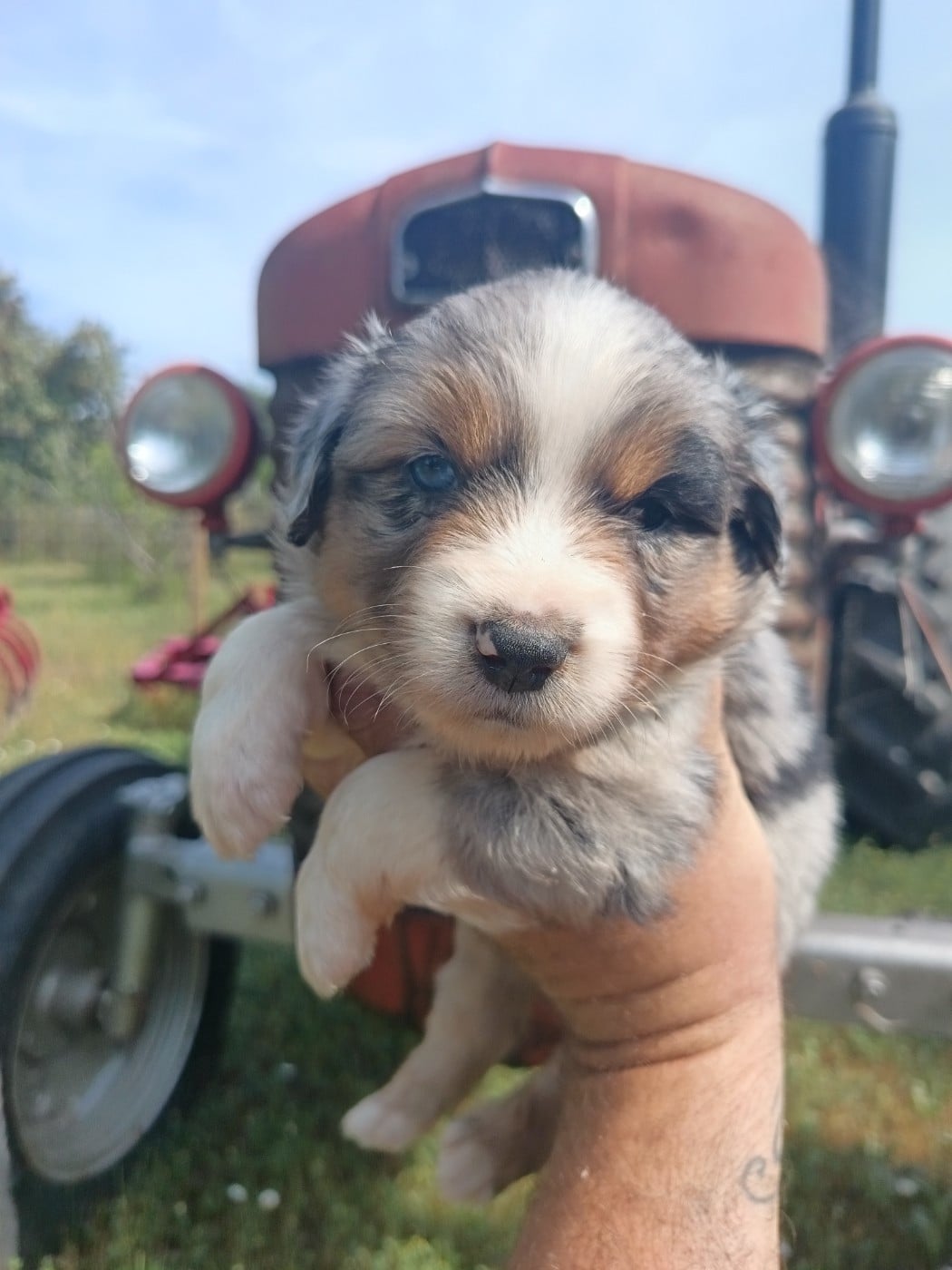 BLEU MERLE BULLY