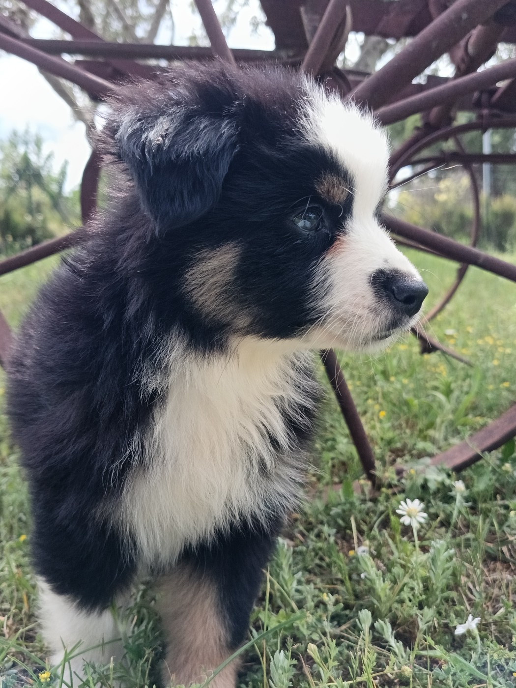 BONNIE