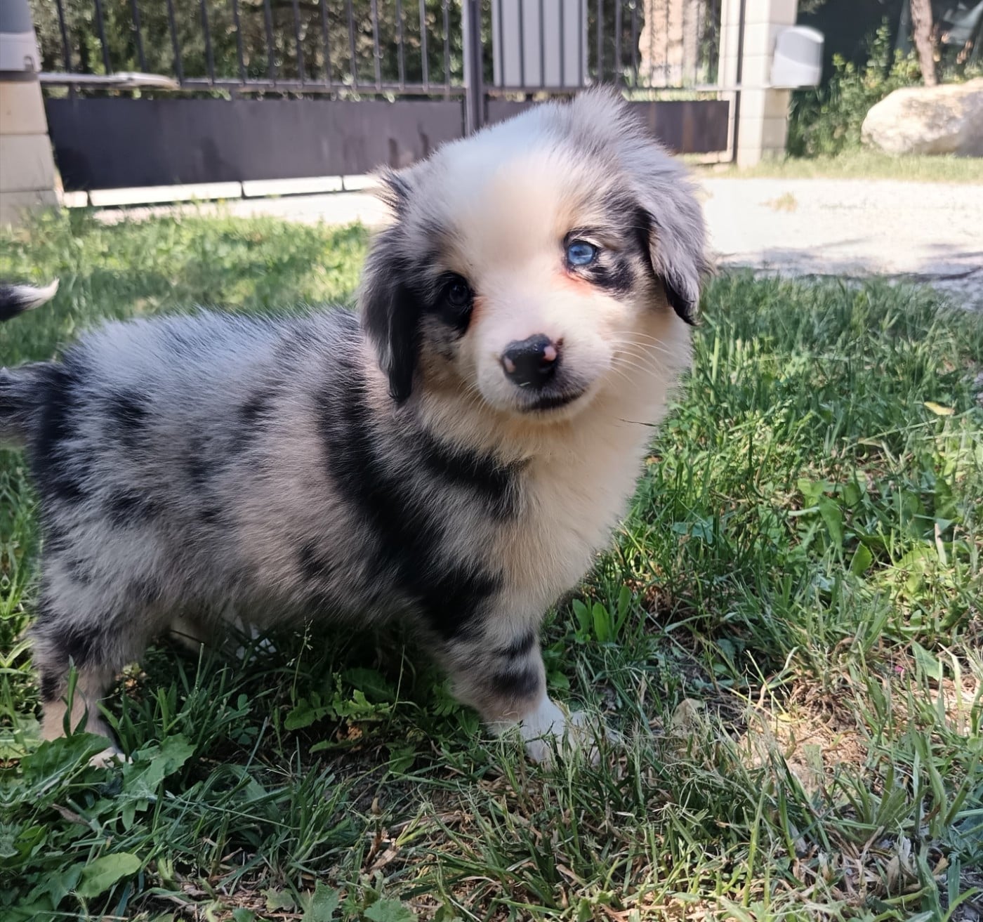 BLEU MERLE RATON
