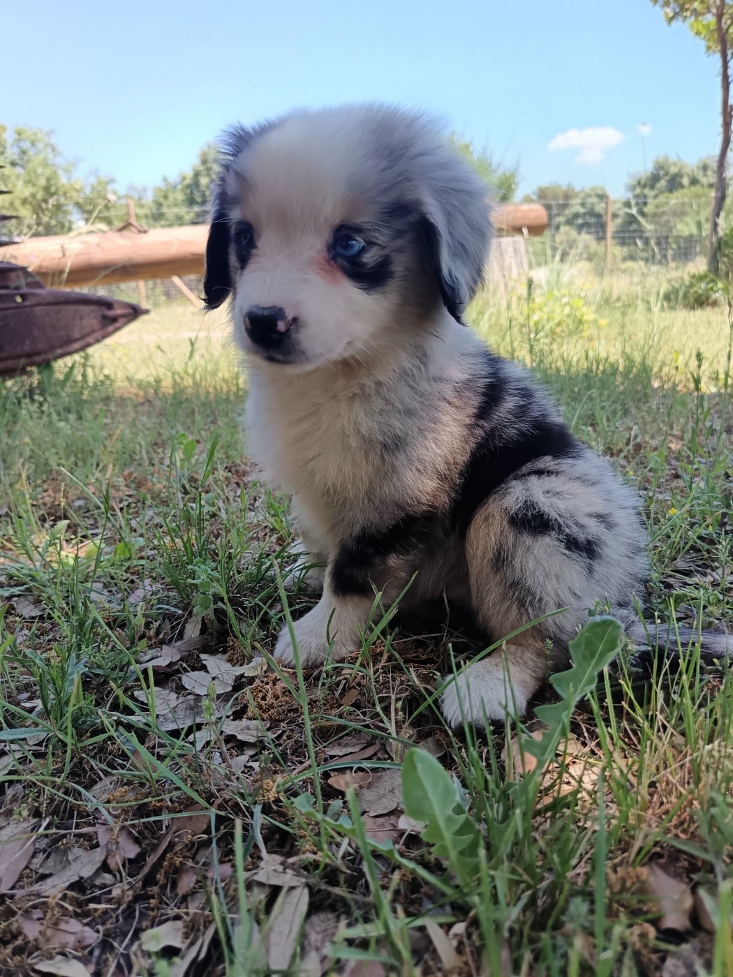 BLEU MERLE RATON