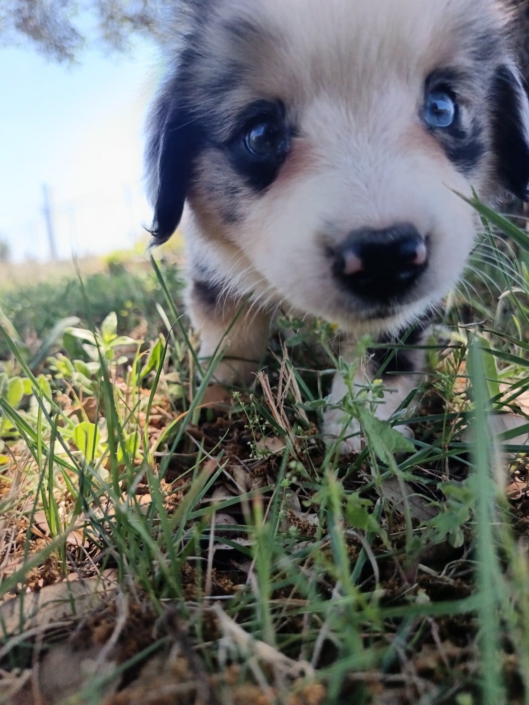 BLEU MERLE RATON
