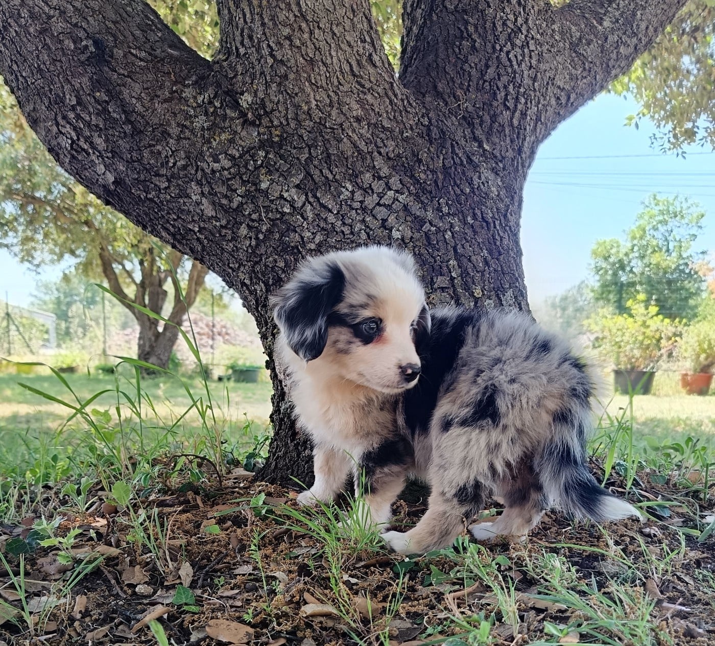 BLEU MERLE RATON