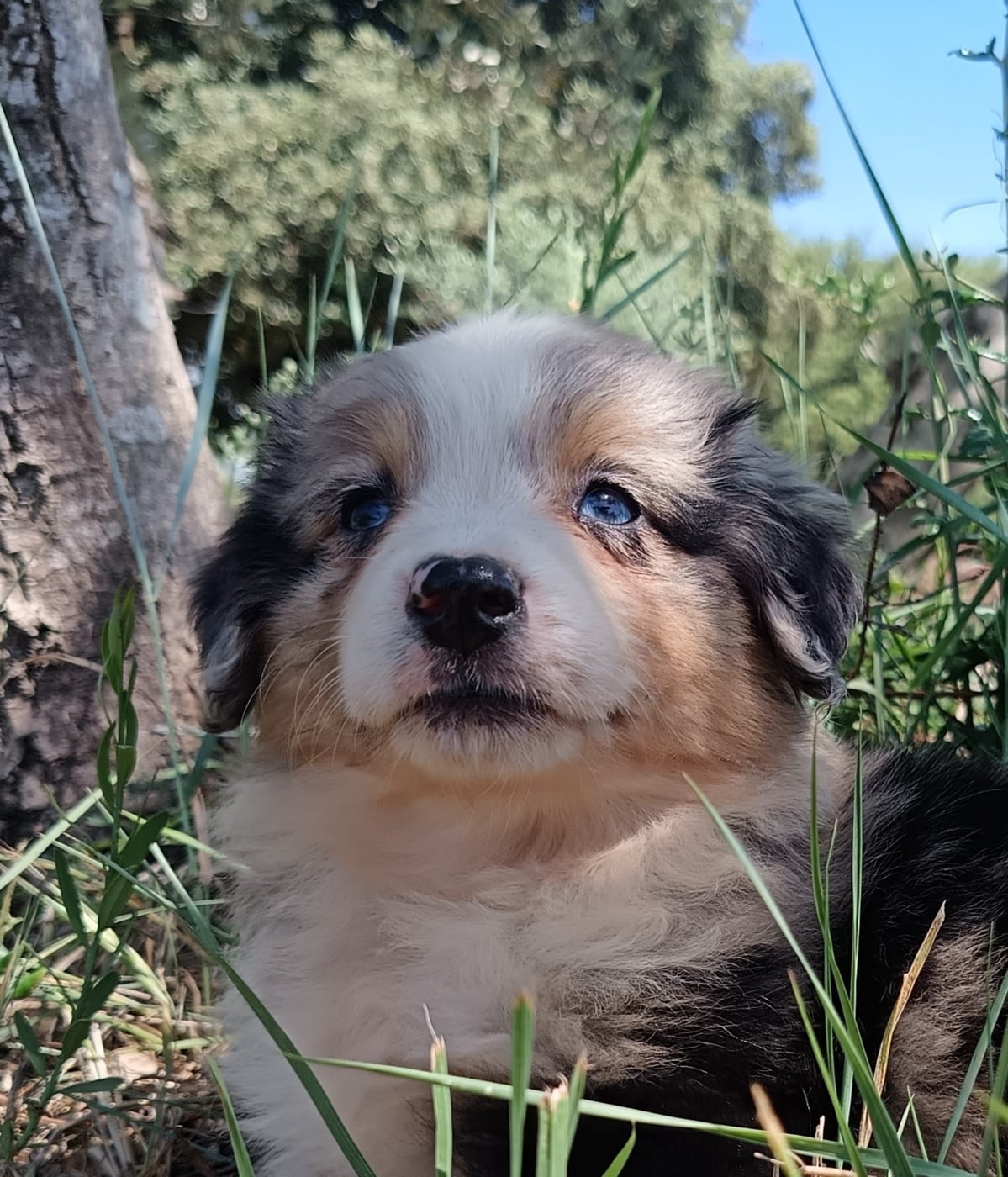FEMELLE BLEU MERLE MINI VICKY