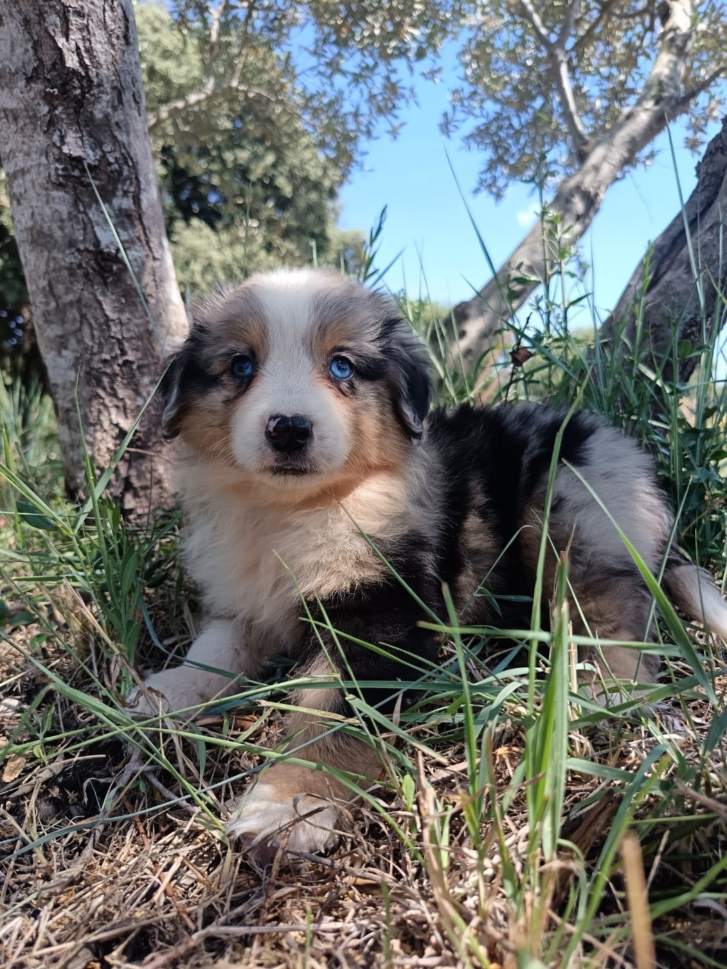 FEMELLE BLEU MERLE MINI VICKY