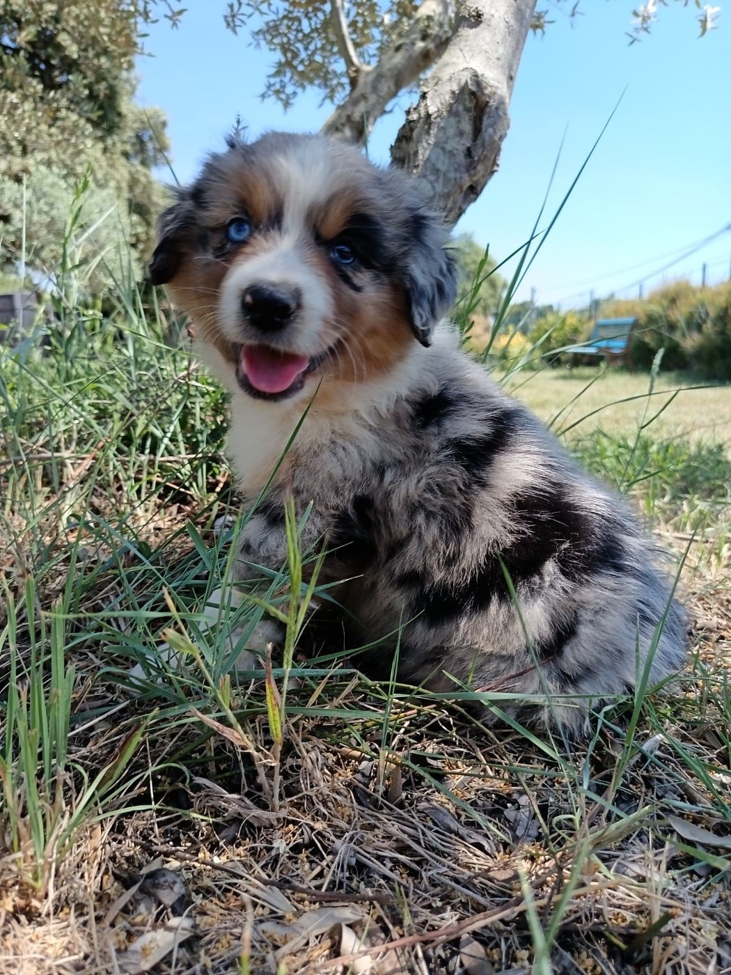 BLEU MERLE BULLY