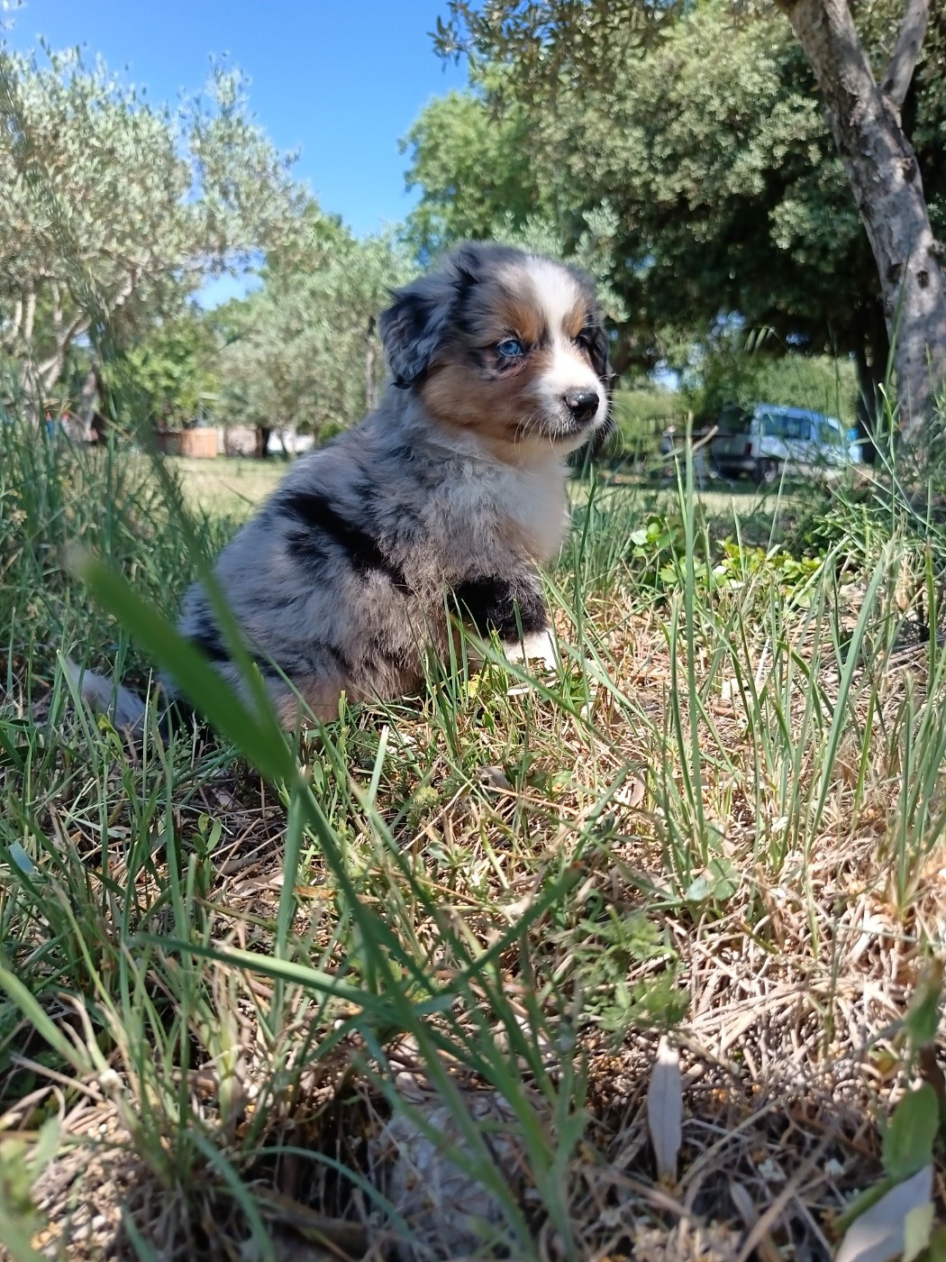 BLEU MERLE BULLY