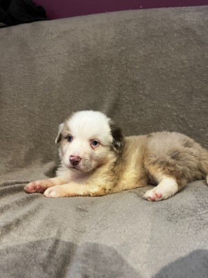 Les chiots de Berger Américain Miniature