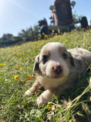 Les chiots de Berger Américain Miniature 