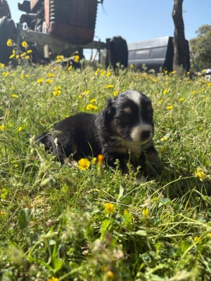 Les chiots de Berger Américain Miniature 