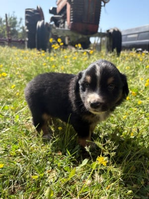 Les chiots de Berger Américain Miniature 