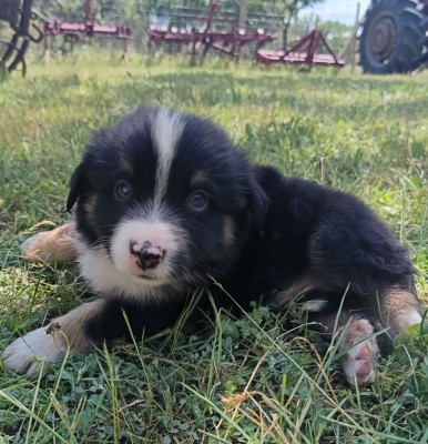 Les chiots de Berger Américain Miniature 