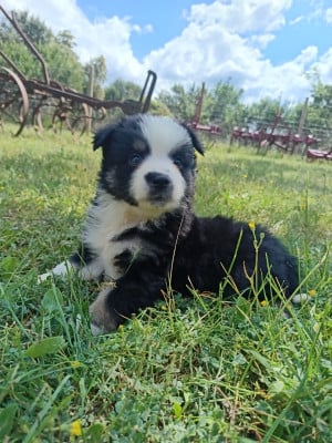 Les chiots de Berger Américain Miniature 
