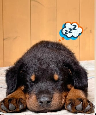 Les chiots de Berger de Beauce