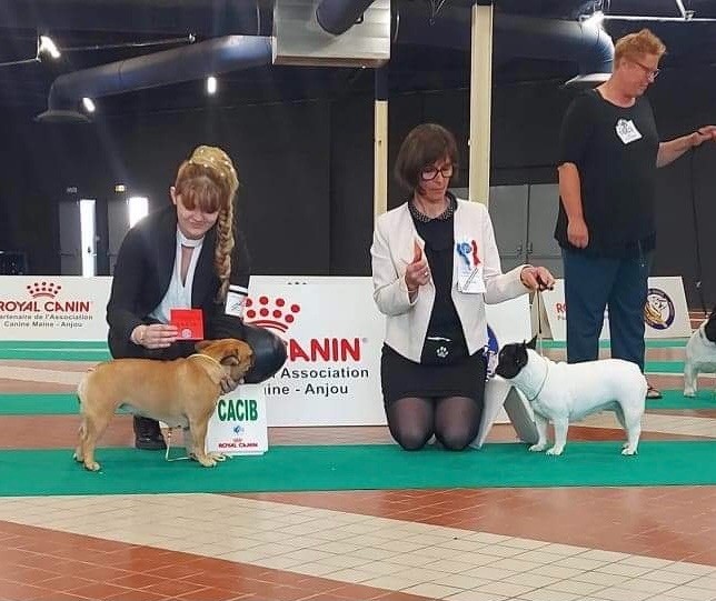 CH. Roxy Shamrock Cottage - 1er classe intermédiaire CACS CACIB meilleur sexe opposé