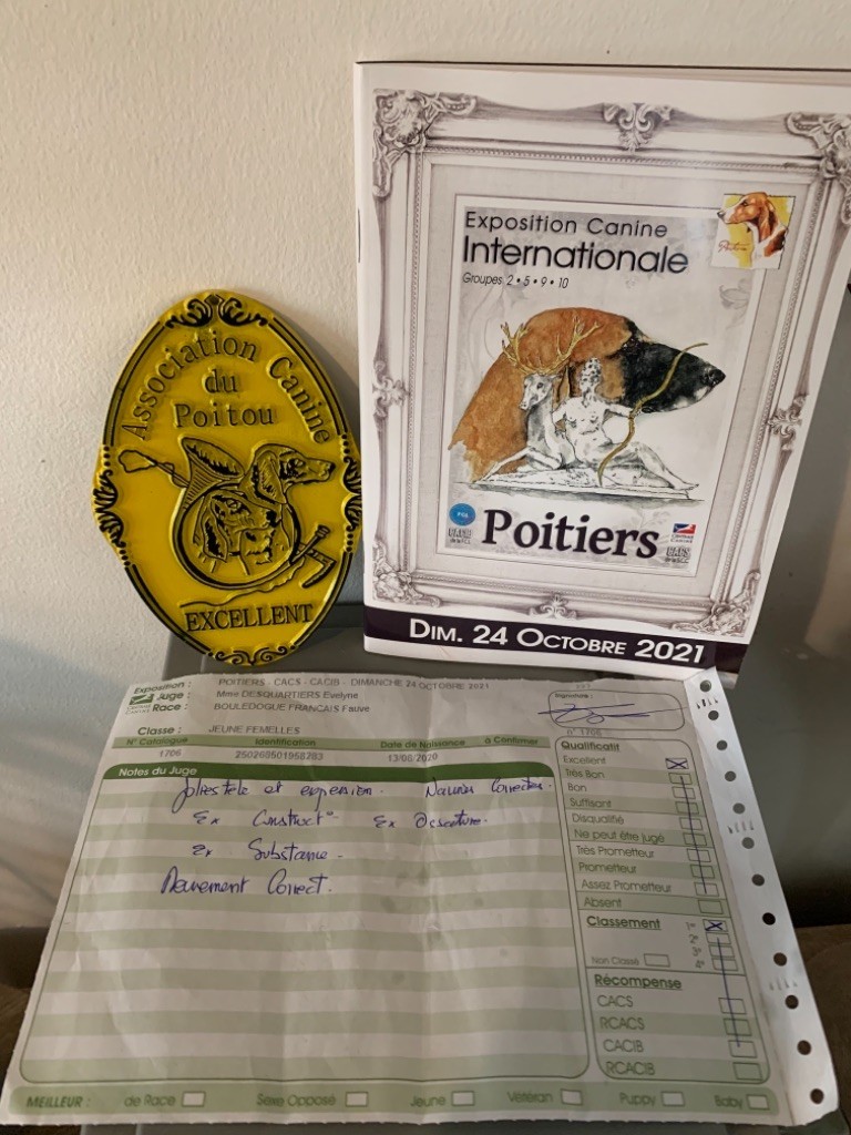 CH. Roxy Shamrock Cottage - 1er exc classe jeune femelle