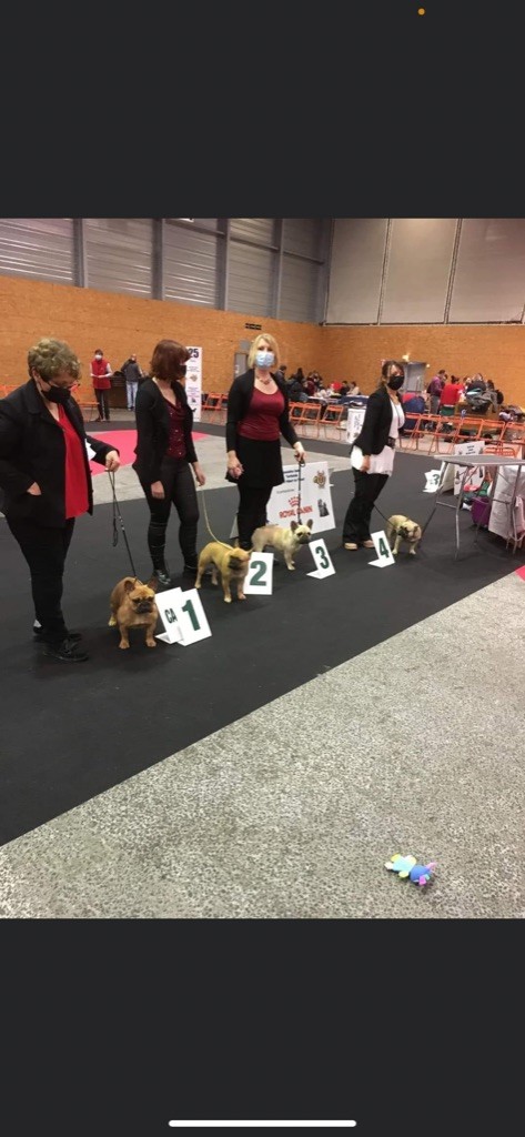 CH. Roxy Shamrock Cottage - 2ème exc classe intermédiaire