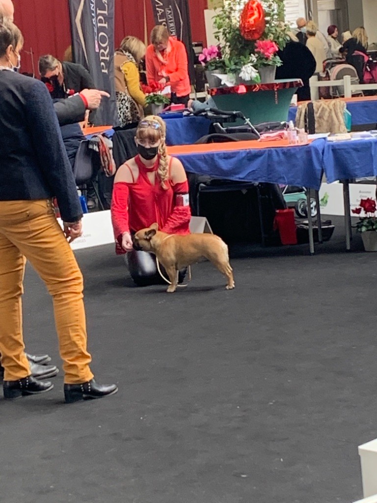 CH. Roxy Shamrock Cottage - 1er exc classe intermédiaire CACS et RCACIB