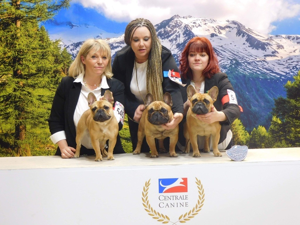 CH. Roxy Shamrock Cottage - 3eme place en lot d?affixe