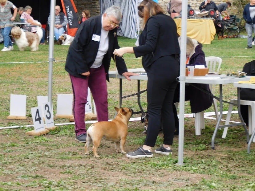 CH. Roxy Shamrock Cottage - Classe ouverte 1er exc CACS